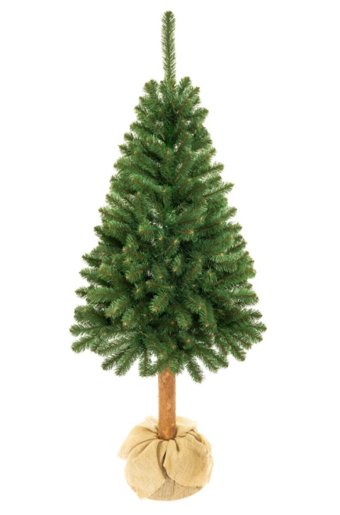 Choinka - Świerk kaukaski na pniu 180 cm