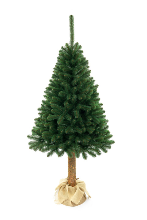 Choinka - Świerk kaukaski na pniu 220 cm Choinka - Świerk kaukaski na pniu 220 cm