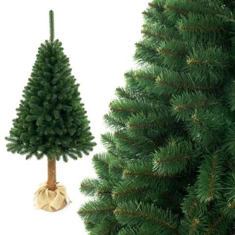 Choinka - Świerk kaukaski na pniu 220 cm Choinka - Świerk kaukaski na pniu 220 cm