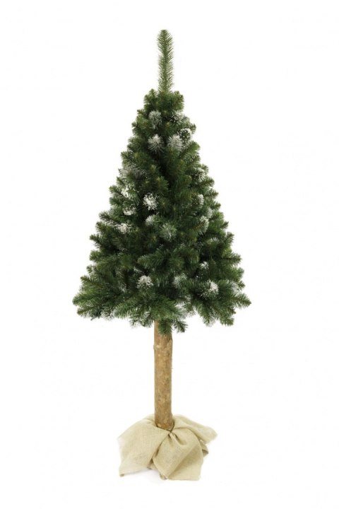 Choinka - Sosna diamentowa na pniu 180cm Choinka - Sosna diamentowa na pniu 180cm