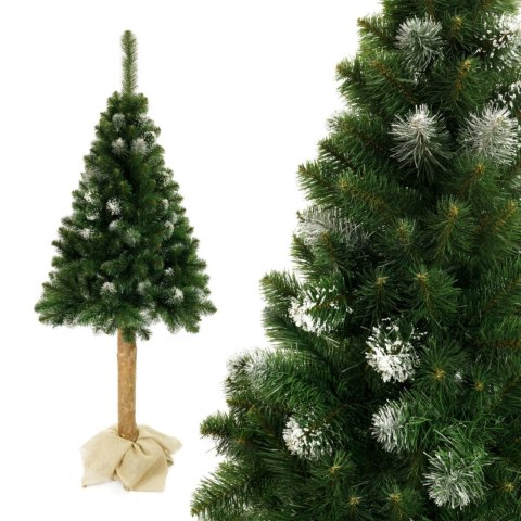 Choinka - Sosna diamentowa na pniu 180cm Choinka - Sosna diamentowa na pniu 180cm