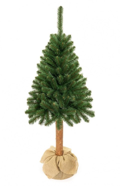 Choinka - Świerk kaukaski na pniu 160 cm Choinka - Świerk kaukaski na pniu 160 cm