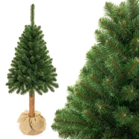 Choinka - Świerk kaukaski na pniu 160 cm Choinka - Świerk kaukaski na pniu 160 cm